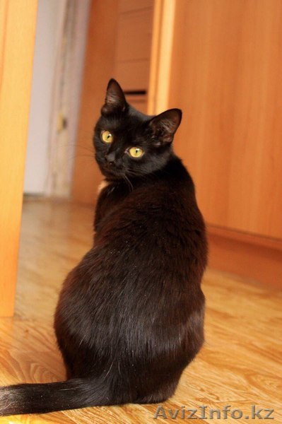 Ищет дом кошка  - Изображение #1, Объявление #1599464