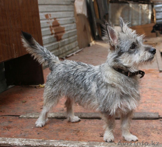 Бимка в поиске дома - Изображение #1, Объявление #1599042