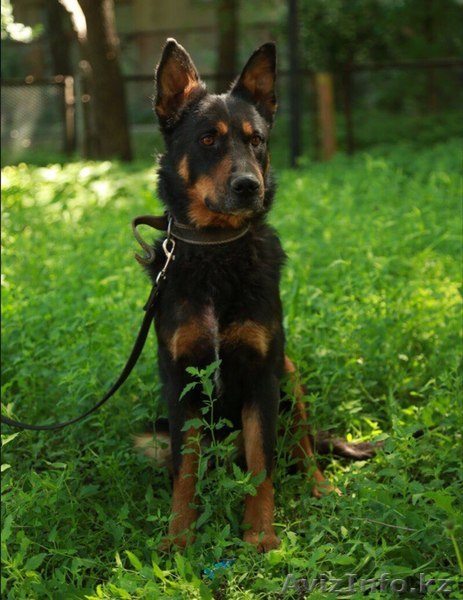 Супер пёс только в супер ответственные руки. - Изображение #1, Объявление #1599454