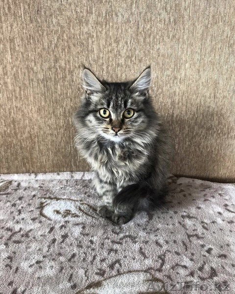 Ищет дом Катя. - Изображение #1, Объявление #1599465