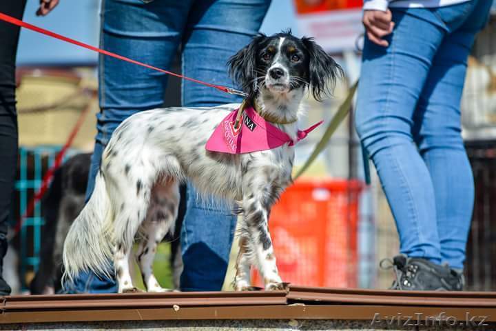 Вайлет очень нужен дом - Изображение #1, Объявление #1599442