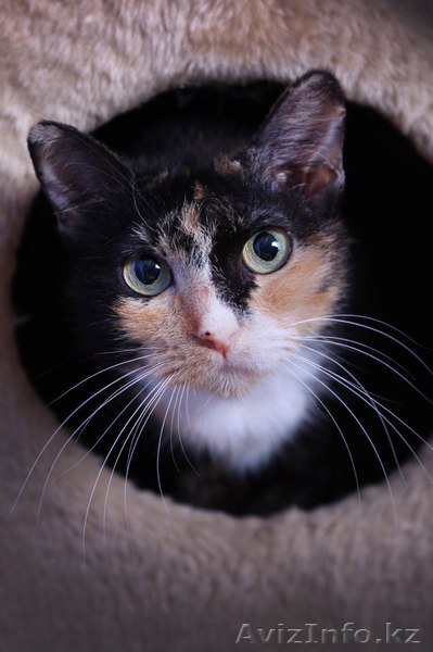  Умита джет своих хозяв  - Изображение #1, Объявление #1599456