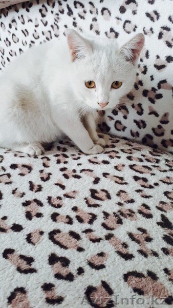 Подарите дом кисе. - Изображение #1, Объявление #1599474