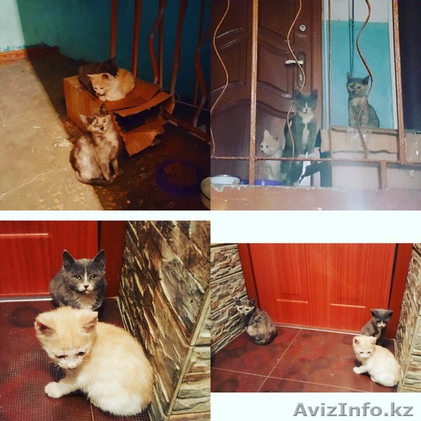 Симпатичные и умненькие котята ищут дом. - Изображение #1, Объявление #1600703
