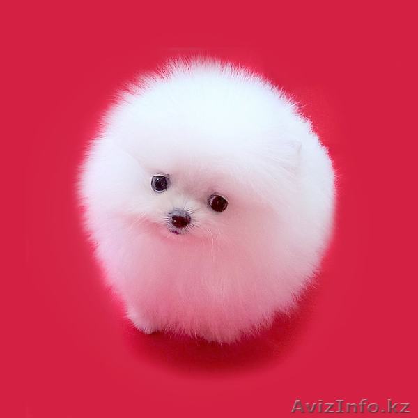 Элитные щенки Померанский Щпиц - Изображение #1, Объявление #1606256