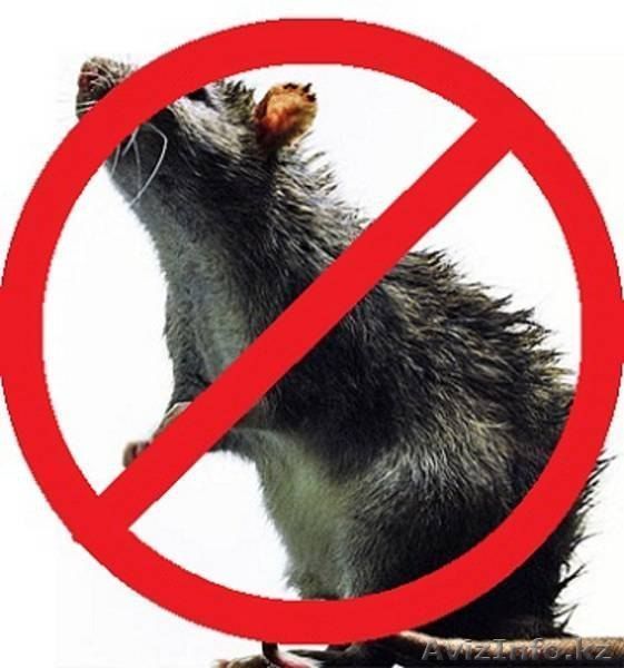 Уничтожение крыс Алматы - Изображение #1, Объявление #1607044