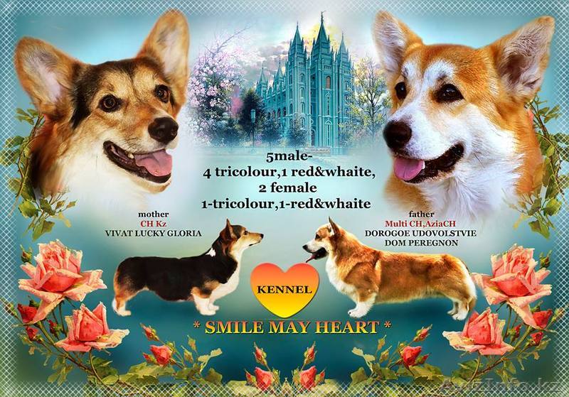 щенки вельш корги пембррок в Казахстане - Изображение #1, Объявление #1612914