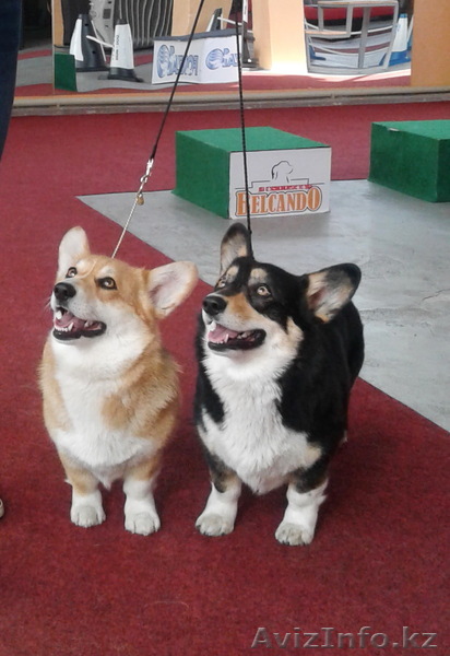 Карликовая овчарка Вельш Корги Пемброк, любимая порода английской королевы - Изображение #1, Объявление #1629522