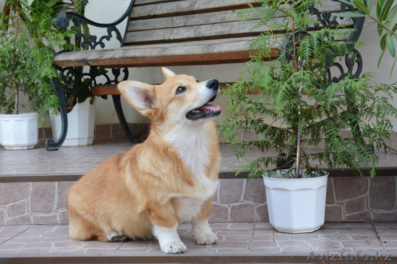  Щенки Вельш Корги Пемброк - Изображение #1, Объявление #1634359