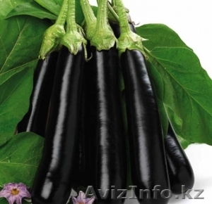 Семена баклажана Giralda F1 - Изображение #1, Объявление #1636151