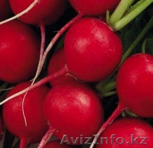 Семена редиса Pablo - Изображение #1, Объявление #1636152