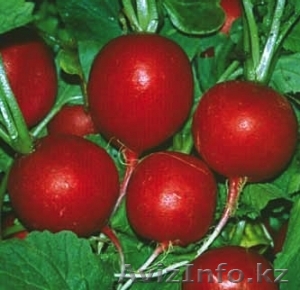 Семена редиса Rosso Gigante Sardo - Изображение #1, Объявление #1636153