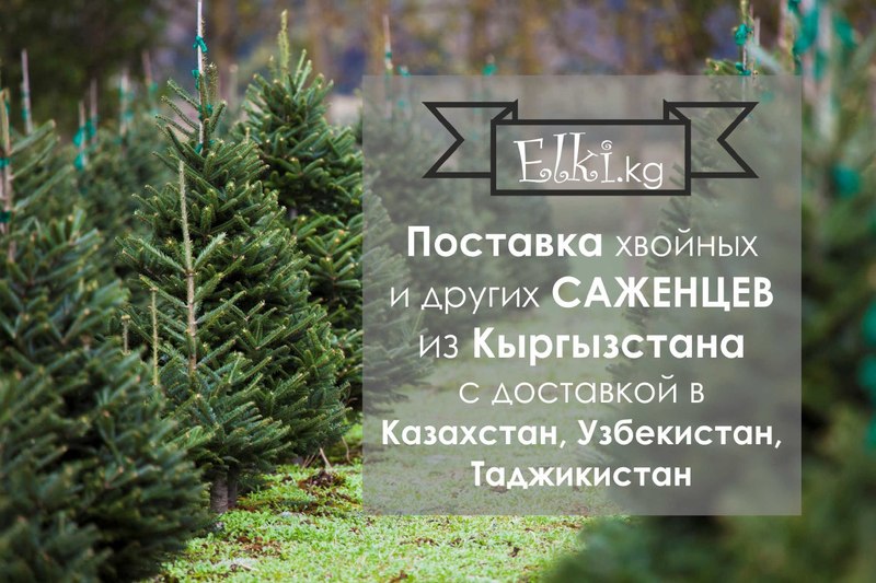 Поставки  Кыргызстана -Голубая Ель,Пихта и т.д.  - Изображение #1, Объявление #1648317