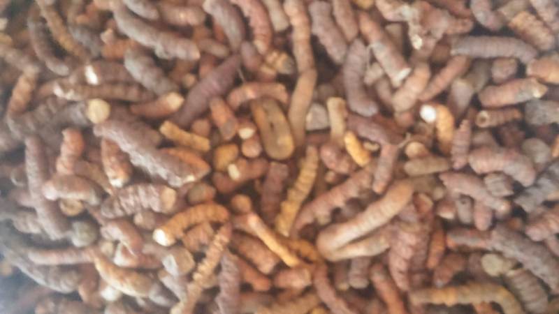 продам гриб Кордицепс в чистом виде.  на развес.оптом и в розницу - Изображение #1, Объявление #951543