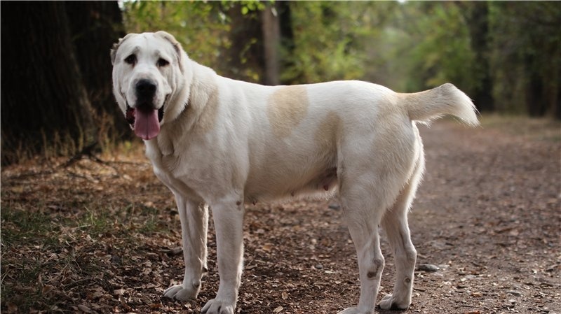 Гостиница для собак (зоогостиница, передержка) happydogs - Изображение #1, Объявление #1664615