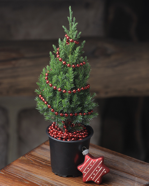 Подарочные елочки в горшках к Новому году! - Изображение #1, Объявление #1670872