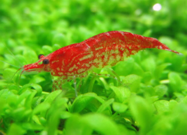 Аквариумные креветки. - Изображение #1, Объявление #1673388