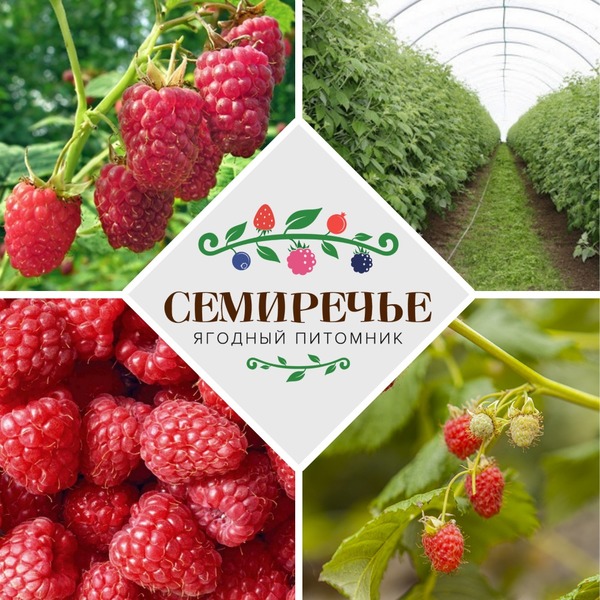  Саженцы малины 21 сорт - Изображение #1, Объявление #1248026