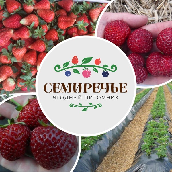 Рассада клубники (28 сортов). - Изображение #1, Объявление #1389189