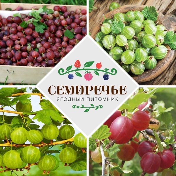 Саженцы крыжовника. - Изображение #1, Объявление #1389191