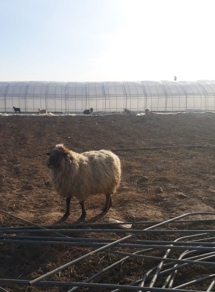 Осеменение. Молочные породы. Овцы. - Изображение #1, Объявление #1678920