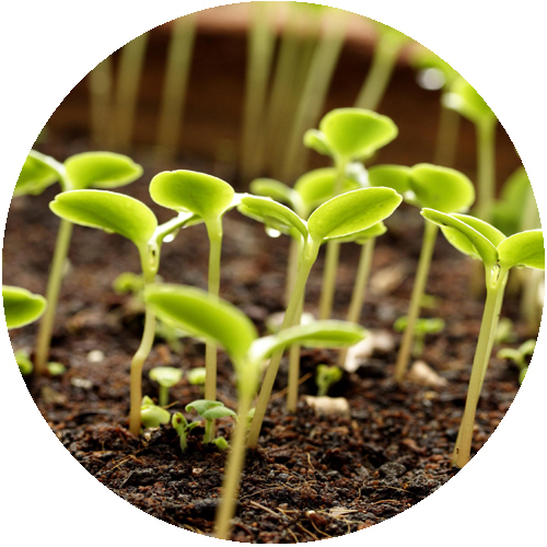 Средства защиты растений - Изображение #1, Объявление #1677990