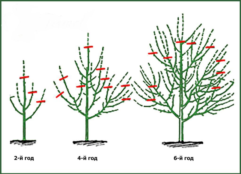 Обрезка плодоягодных - Изображение #1, Объявление #1695617