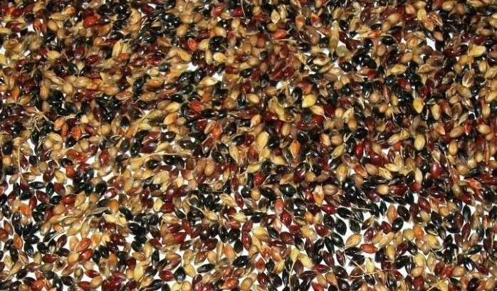 Семена "Суданка" Изумрудная - Изображение #1, Объявление #1701661