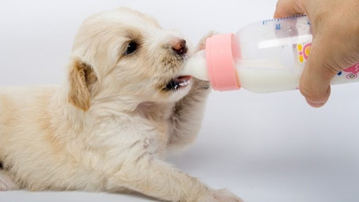 Искусственное выкармливание щенков - Изображение #1, Объявление #1702955