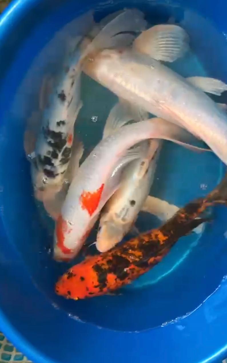 Карпы Коя-питомник  - Изображение #1, Объявление #1705460