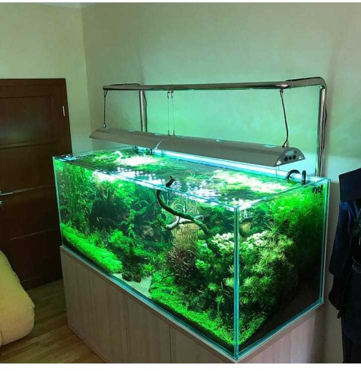 Чистка и уборка аквариумов в Алматы - Изображение #1, Объявление #1706877