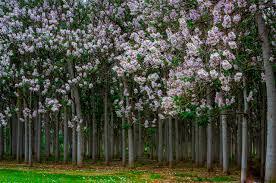 Саженцы Павловния Томентоза - Изображение #1, Объявление #1708292