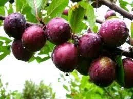 Саженец СВГ, Сливово-Вишневый гибрид "Майнер". - Изображение #1, Объявление #1713176