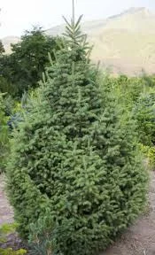 Крупномер Ель "Шренка". - Изображение #1, Объявление #1713175