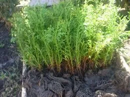 Сеянцы Туя. Колоновидная. - Изображение #1, Объявление #1713174