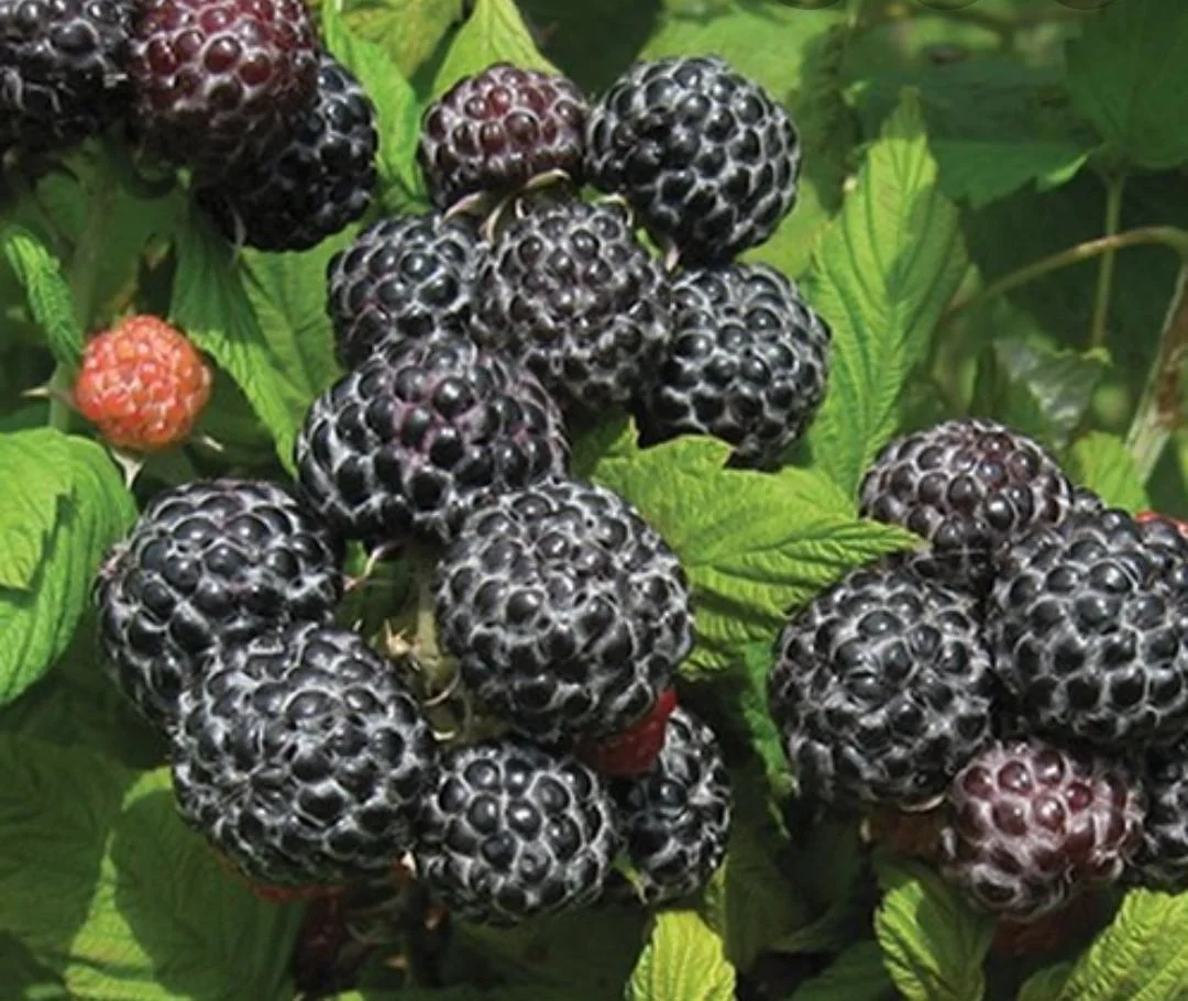 Саженец малины "Бристоль черный". - Изображение #1, Объявление #1713172