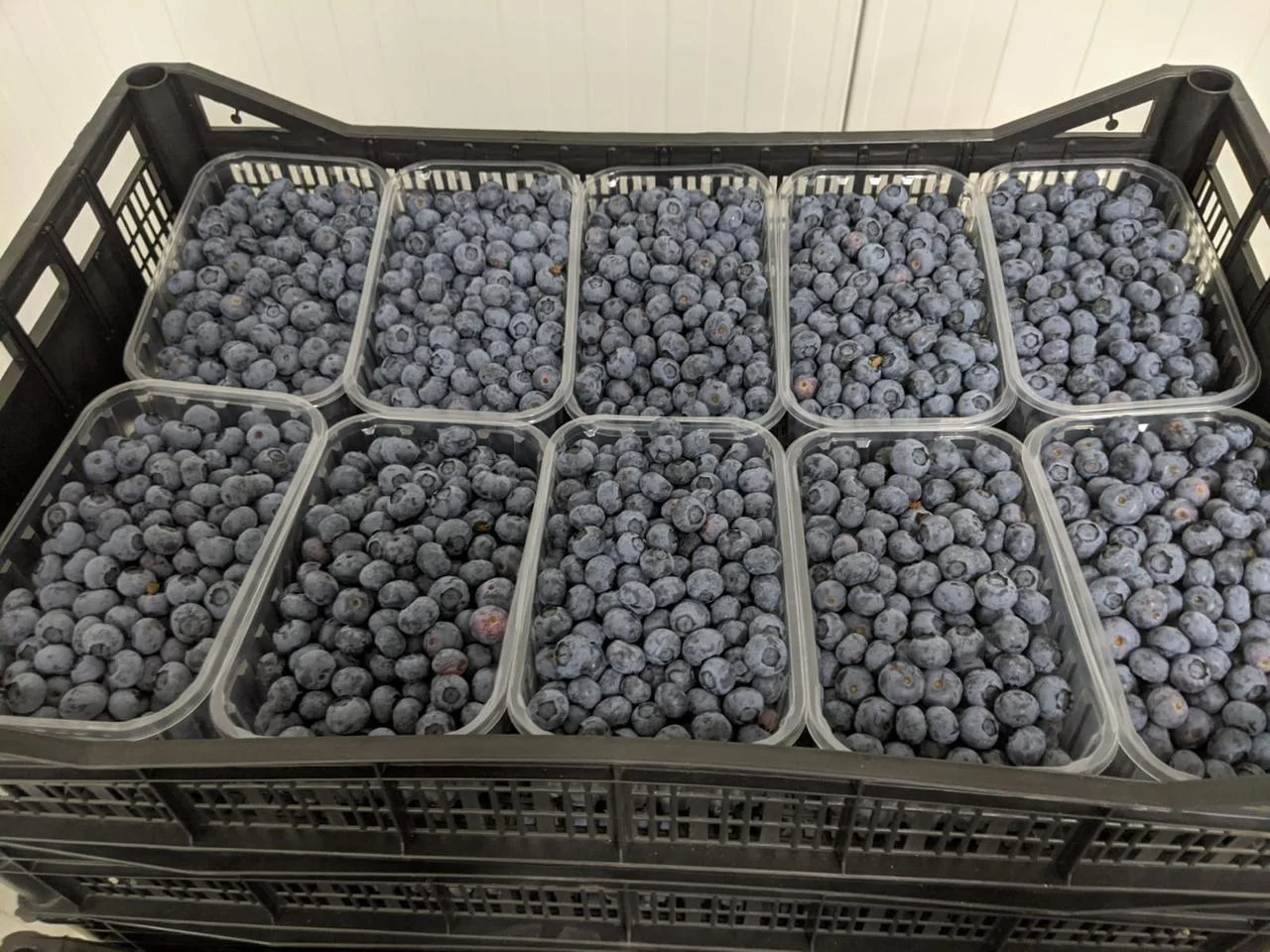 	 Свежая ягода голубика. - Изображение #1, Объявление #1712649