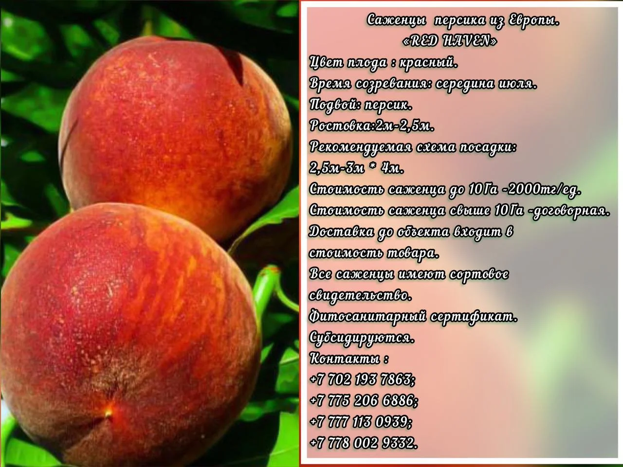 Саженец персика Red Heven (Ред Хевен) Сербия - Изображение #1, Объявление #1714918