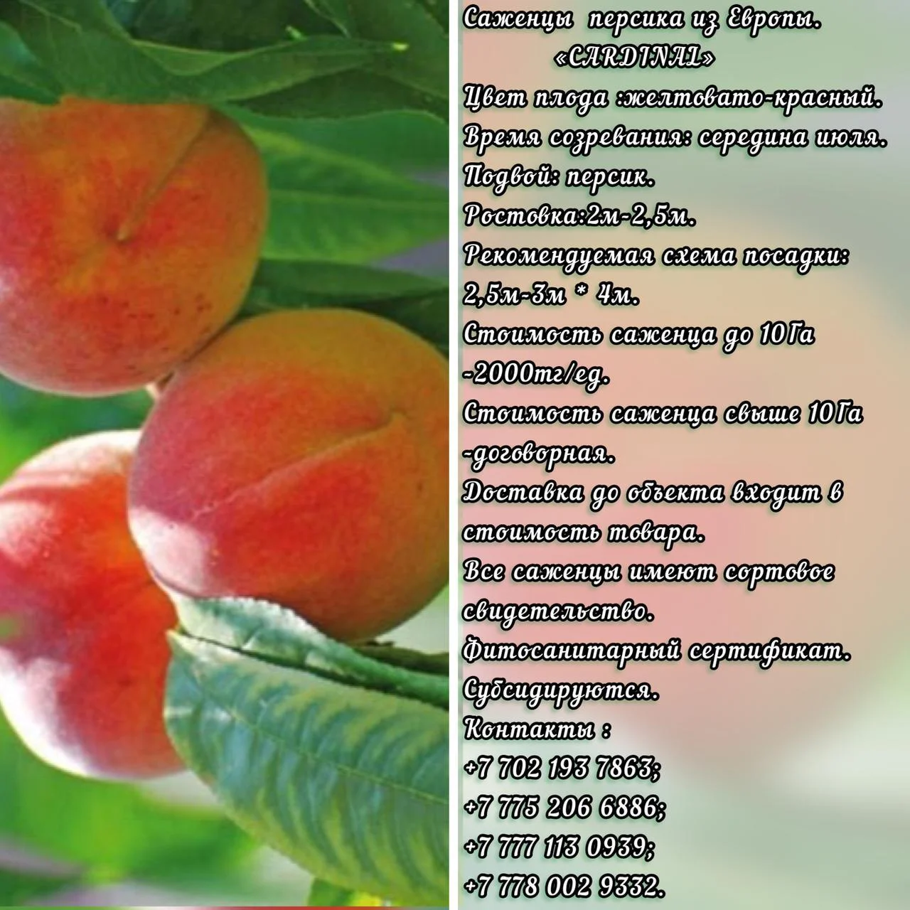 Саженец персика Cardinal (Кардинал) Сербия - Изображение #1, Объявление #1714917