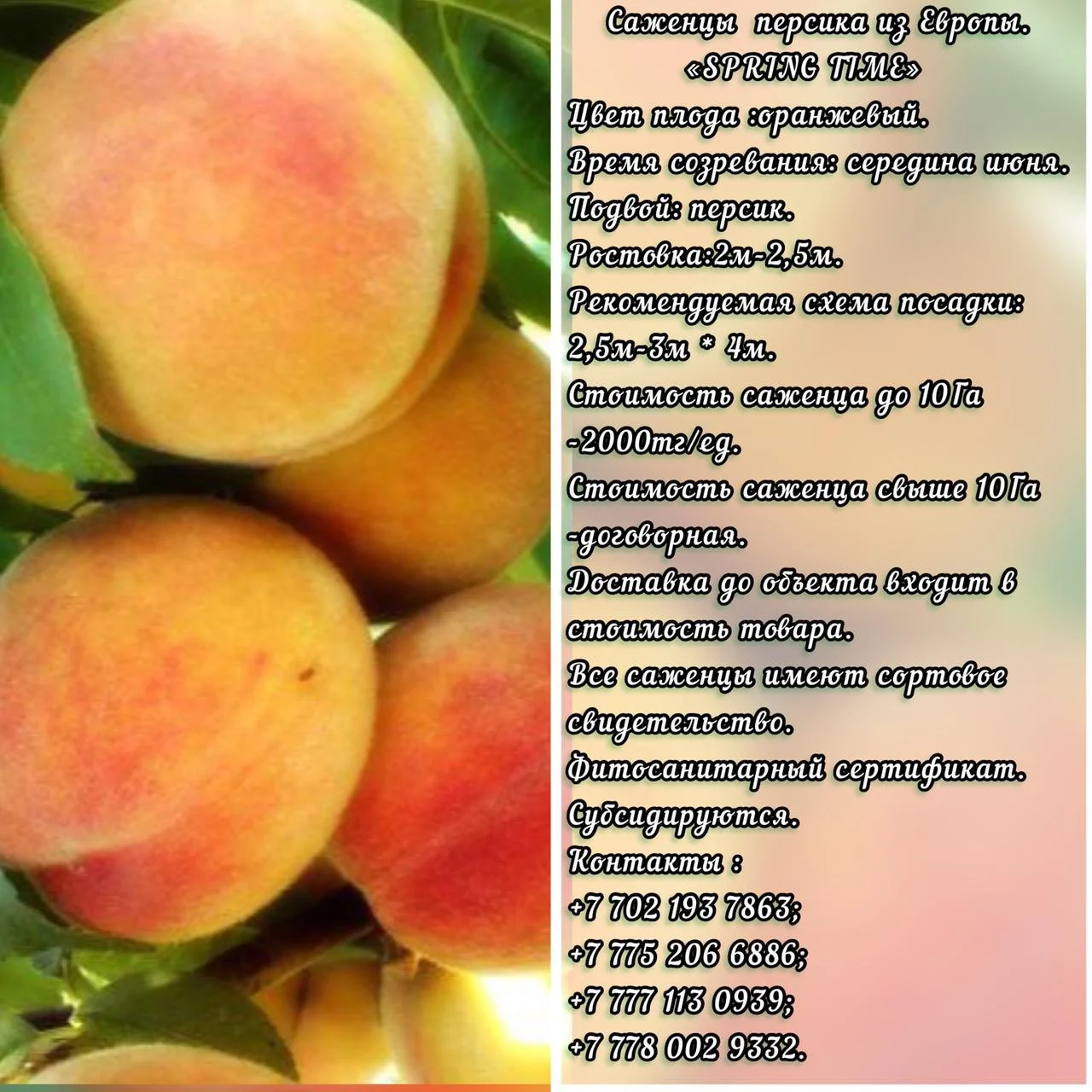 Саженец персика Spring Time (Спринг Тайм) Сербия - Изображение #1, Объявление #1714914
