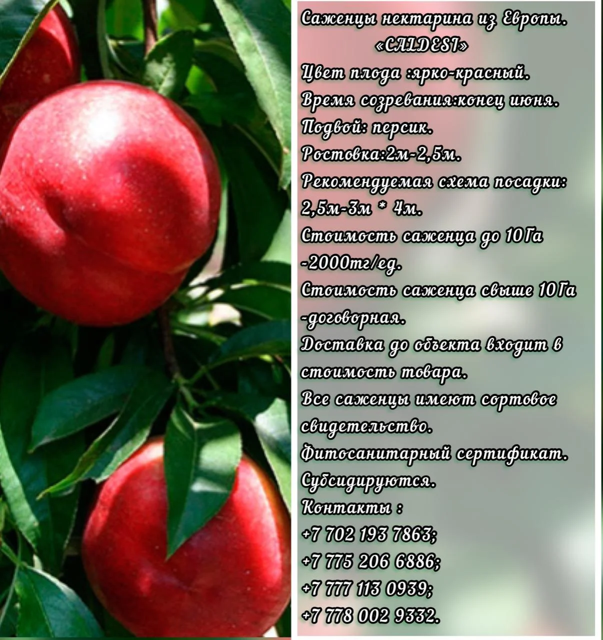 Саженцы нектарина Caldesi (Калдези) Сербия - Изображение #1, Объявление #1714951