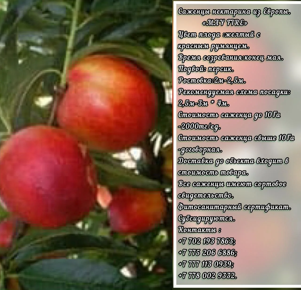 Саженцы нектарина  May Fire (Мей Фейри) Сербия - Изображение #1, Объявление #1714955