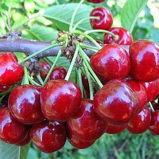 Саженец вишни "Уйфехертош Фюртош" Крым - Изображение #1, Объявление #1716917