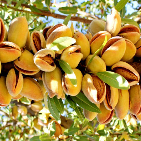 Саженец миндаля "Ялтинский" Крым - Изображение #1, Объявление #1716661