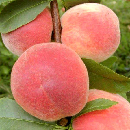 Саженец персика "Мудлен Пуйе" Крым - Изображение #1, Объявление #1716954