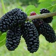 Саженец шелковицы "Черная королевская" Крым - Изображение #1, Объявление #1716809