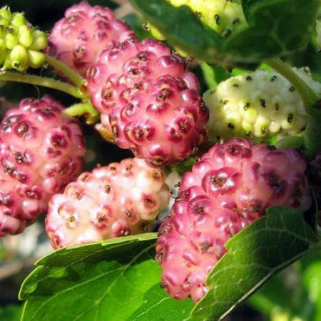 Саженец шелковицы "Розовое мереживо" Крым - Изображение #1, Объявление #1716882