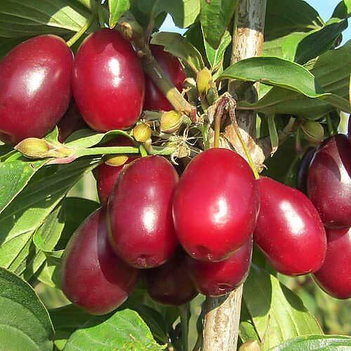 Саженцы кизил съедобный "Биг эппл" Крым - Изображение #1, Объявление #1716926