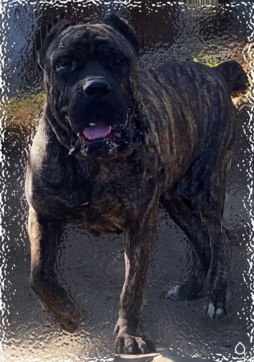 Открыта бронь на щенков Итальянский Мастиф - Изображение #1, Объявление #1716799