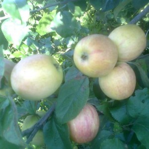 Саженец яблони "Бочонок" Россия - Изображение #1, Объявление #1716653